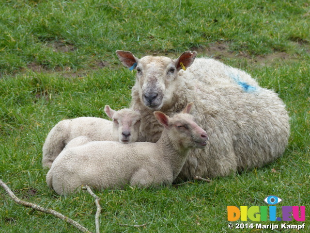 FZ003567 Lambs with ewe